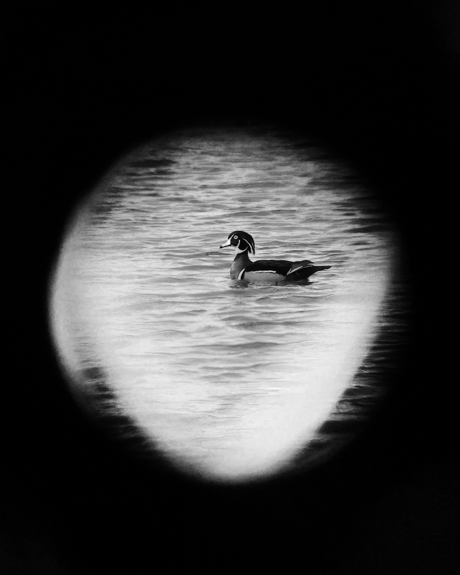 iScoped_WoodDuck_02