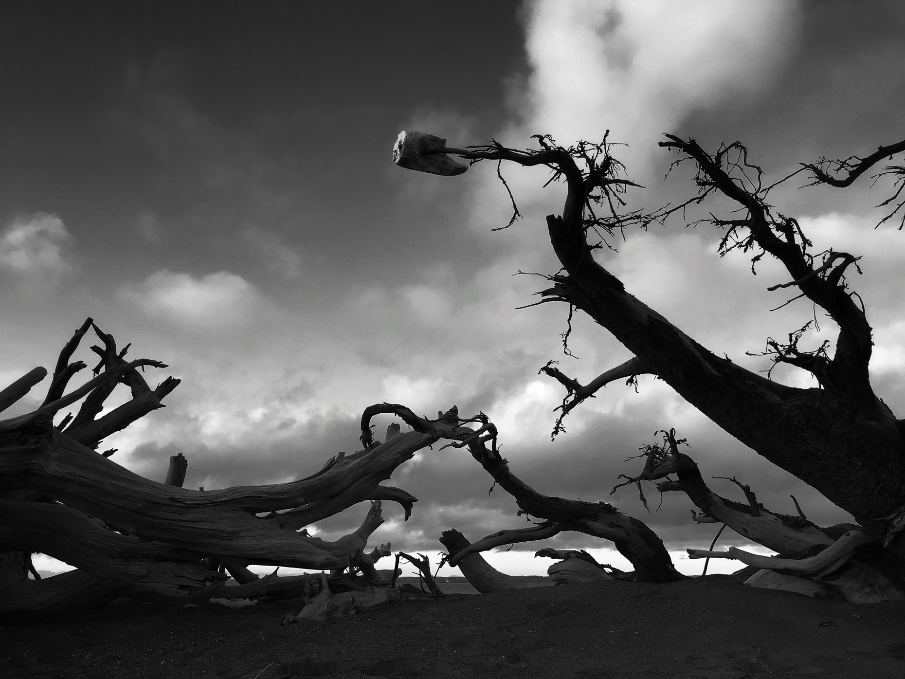 ghoulish_trees_Qual08
