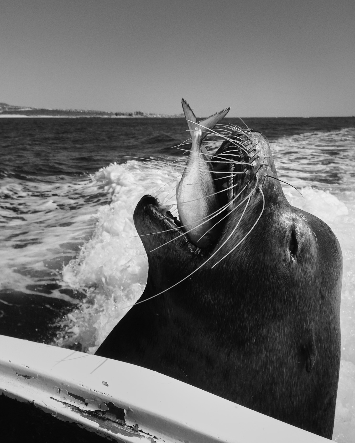 Sea Lion Eating Fish